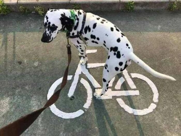 Dalmatian playfully standing on a bike path drawing, resembling a cyclist, showcasing wholesome animal behavior.