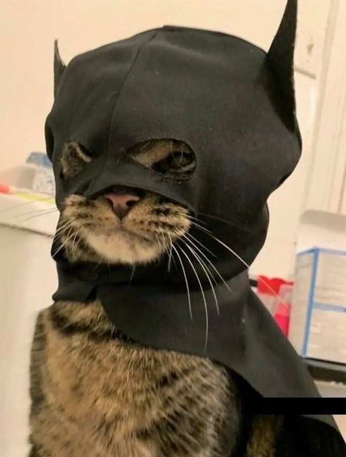 Cat dressed as a superhero, wearing a black mask and cape, looking adorable and wholesome.