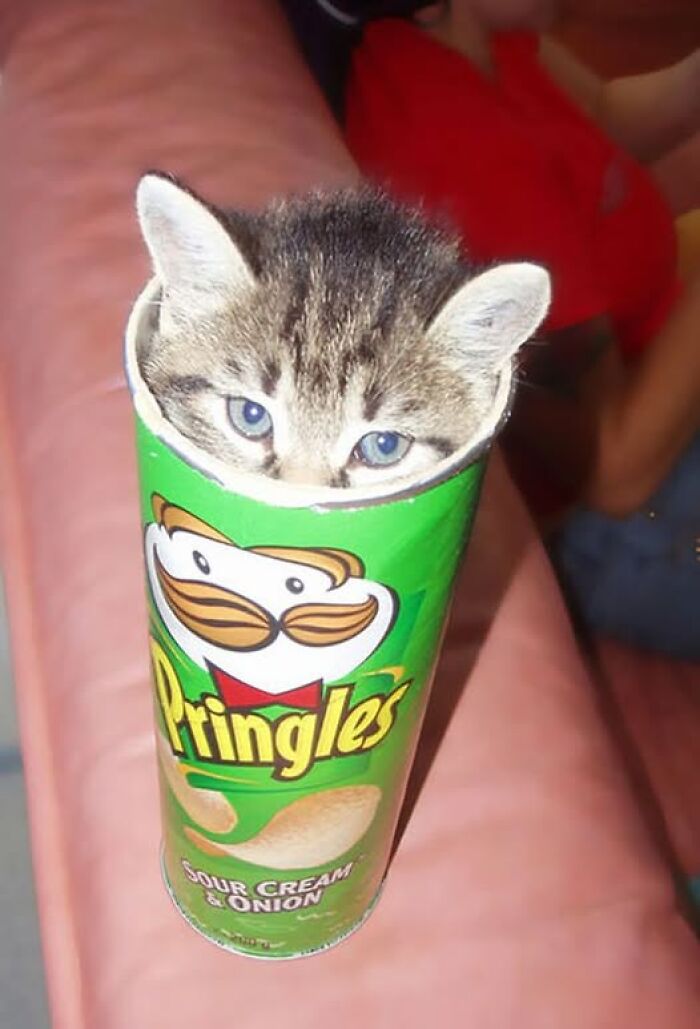 Adorable kitten peeking from a Pringles can, showcasing wholesome animal charm.