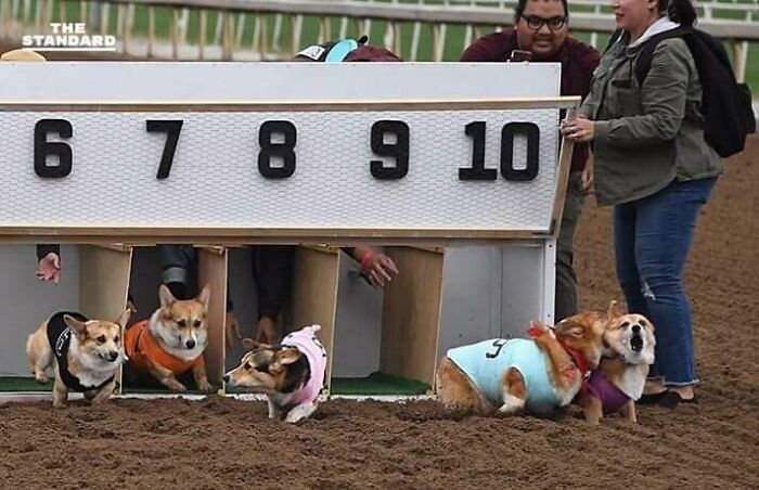 Corgis in colorful jackets excitedly racing on a track, capturing joyful animal moments.