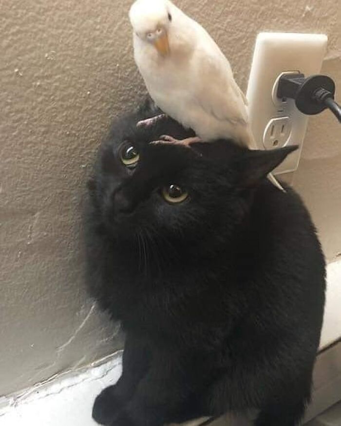 Bird perched on a black cat's head near a wall socket, embodying wholesome animal companionship.