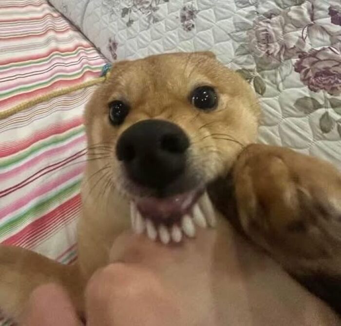 Smiling dog showing teeth while playfully nibbling on a hand, lying on a colorful and floral patterned bedding.