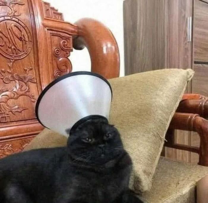Wholesome cat wearing a cone collar, lounging on a decorative wooden chair with a cushion.