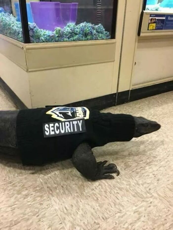 A lizard wearing a black sweater labeled "Security" crawls on a tiled floor near a large tank, embodying wholesome animal humor.