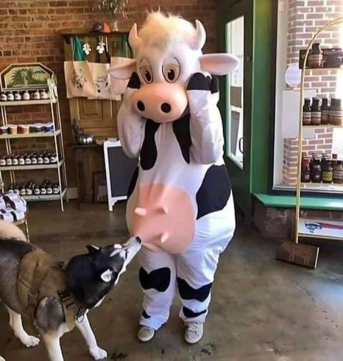 Person in a cow costume with a friendly dog sniffing in a cozy shop, creating a wholesome animal moment.