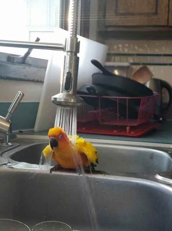 Colorful parrot enjoying a shower in a sink, evoking a wholesome and playful moment with animals.