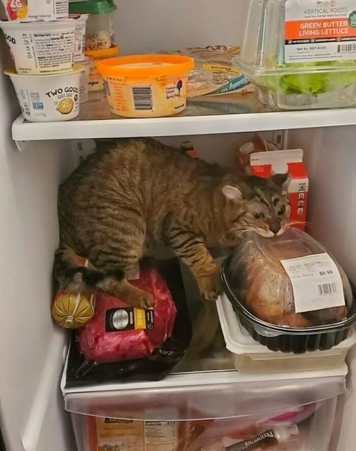 Cat snuggling with food inside a refrigerator, showing a humorous and wholesome animal moment.
