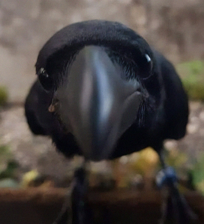 Close-up of a curious black bird looking directly at the camera, set against a natural blurred background.