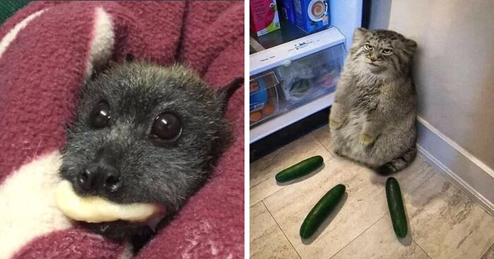 45 Fotos divertidas de animales haciendo lo que les da la gana