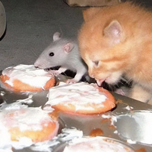 45 Fotos divertidas de animales haciendo lo que les da la gana