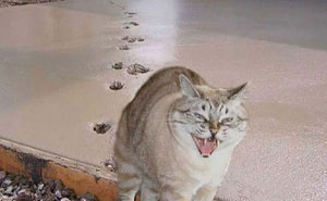 45 Fotos divertidas de animales haciendo lo que les da la gana