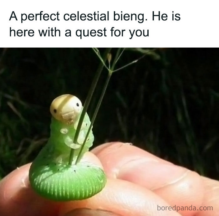 Cute caterpillar meme with text "A perfect celestial being" for positivity.