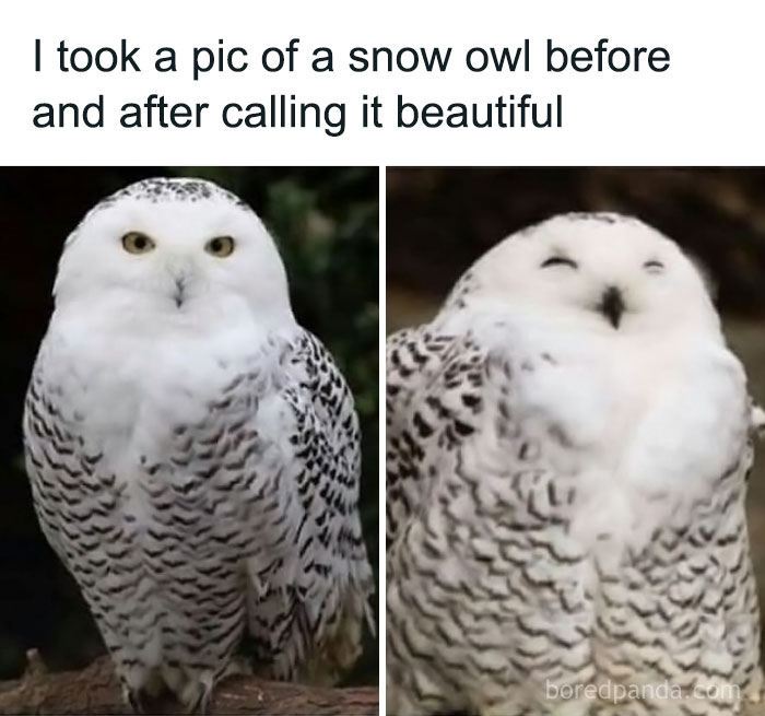 Snow owl reacts to being called beautiful, showing a change in expression from neutral to joyful for positivity.