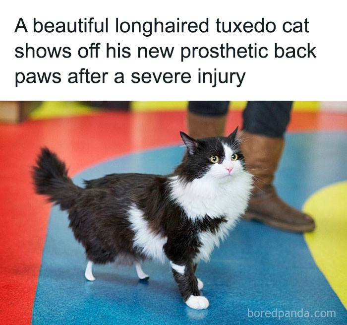 Tuxedo cat with prosthetic paws on colorful floor, representing positivity and recovery.
