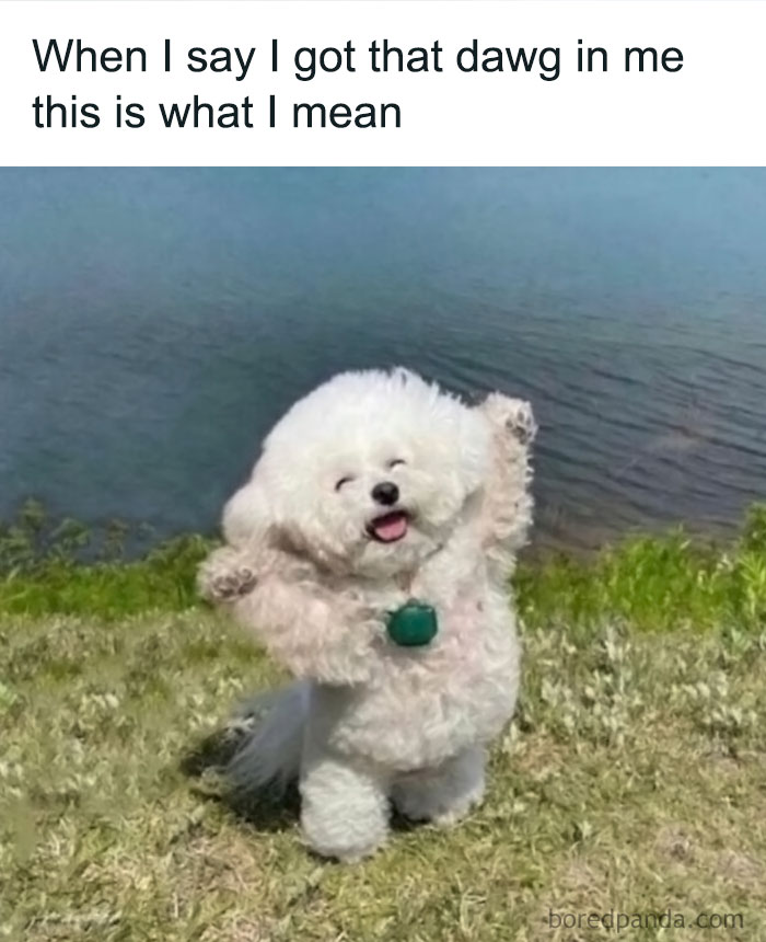 Fluffy dog standing with paws raised, looking joyful by a lake, conveying positivity.