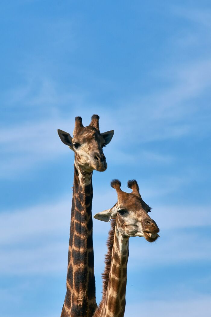 Two giraffes with long necks against a clear blue sky, showcasing adorable animal features.