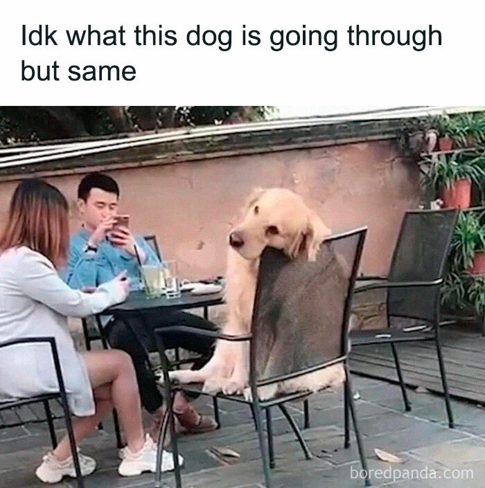 Dog sitting on a chair with two people at a table, relatable meme humor from Women Behaving Badly.