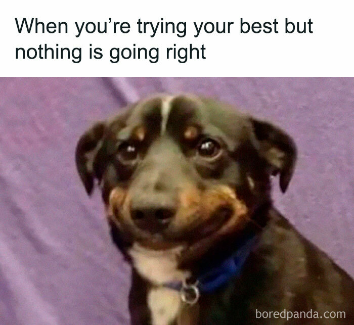 Dog with an awkward smile, text reads: "When you're trying your best but nothing is going right." Relatable meme humor.
