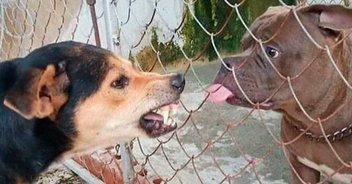 «Preferiría que no»: 23 imágenes divertidas, confusas e inquietantes