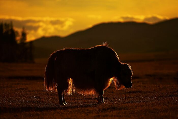 Yak silhouetted against a golden sunset, showcasing global culture and tradition in Andrew Newey's photography.