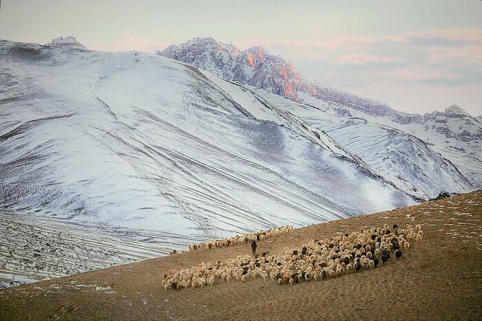 A shepherd leads a flock on a snow-covered mountain, showcasing global culture and tradition.