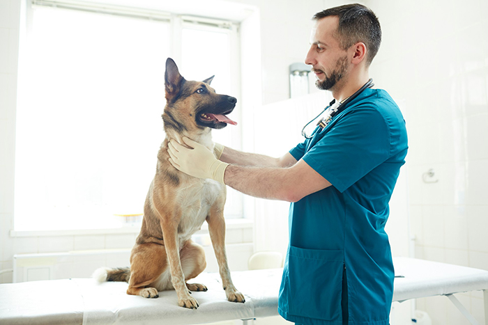 A veterinarian examines a dog in a clinic setting, highlighting pet care over financial lending. A veterinarian examines a dog in a clinic setting, highlighting pet care over financial lending.
