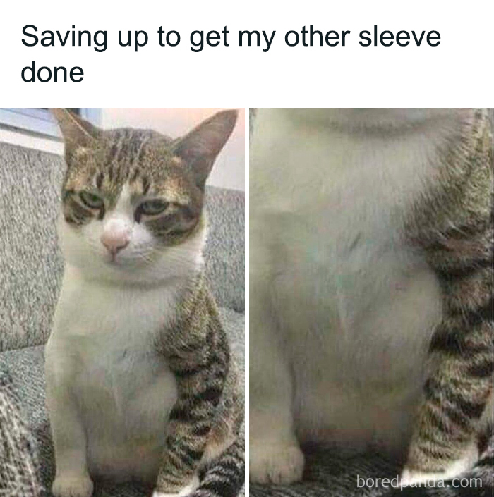Cat with one striped leg, humorously captioned, showcasing funny memes for entertainment.