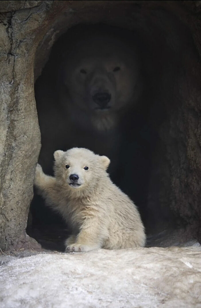 Cría de oso polar saliendo de su cueva, la naturaleza sorprendiendo con su belleza y ternura.
