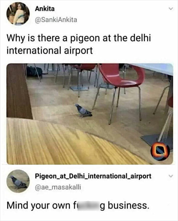 Tweet shows a pigeon at Delhi airport with a clever comeback telling someone to mind their own business.