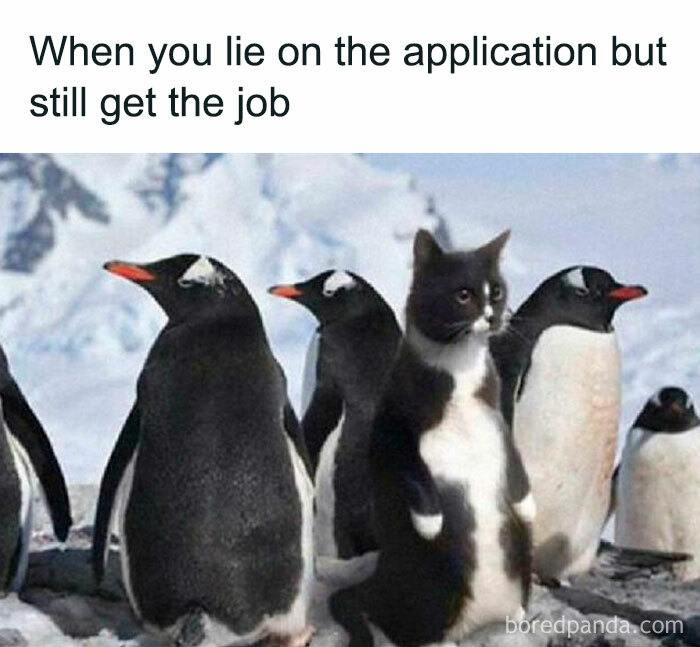 Cat humorously posing as a penguin, illustrating funny memes on popular Facebook page.