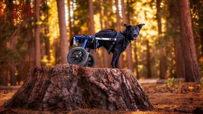 This Photographer Took Wholesome Photos Of Shelter Dogs On Their Greatest Adventure (5 Pics)