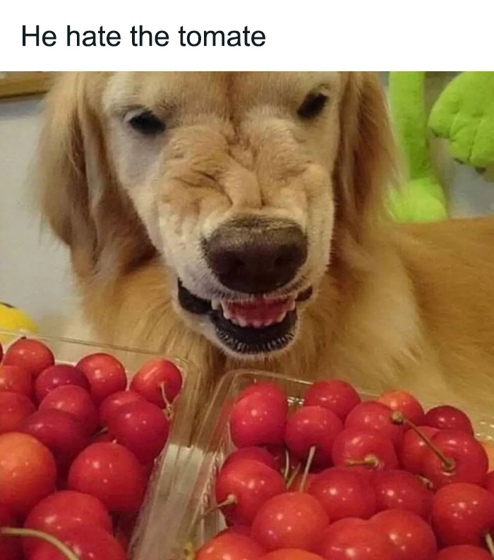 Dog making a funny face at cherry tomatoes, capturing chaotic food meme humor.