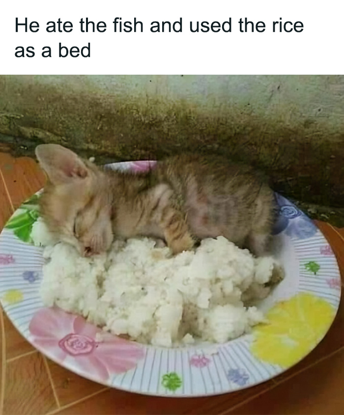 Kitten sleeping on rice in a plate, showcasing chaotic food meme humor.