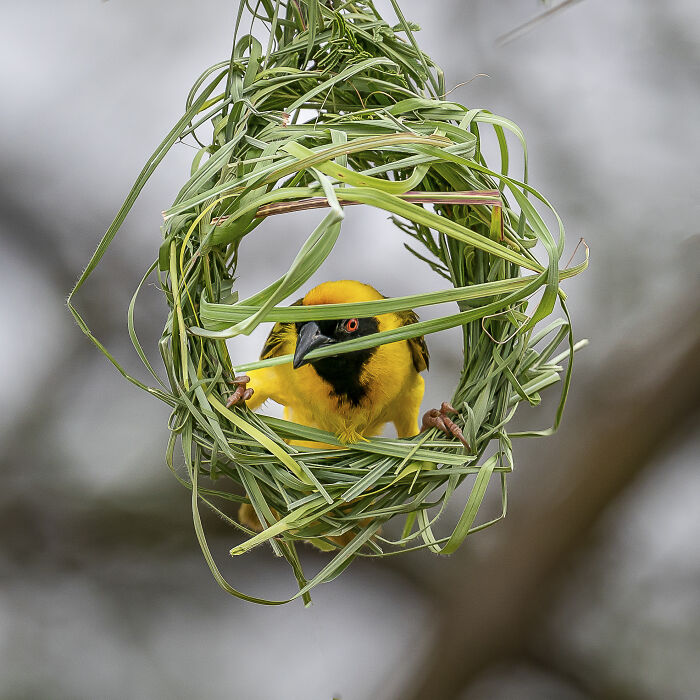 Yellow bird peeks through intricately woven nest, showcasing nature’s raw beauty.