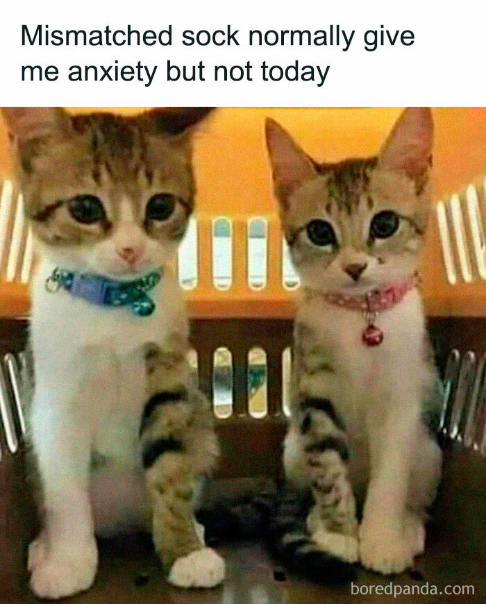 Two cute kittens in a carrier with mismatched socks, designed to make your day better.