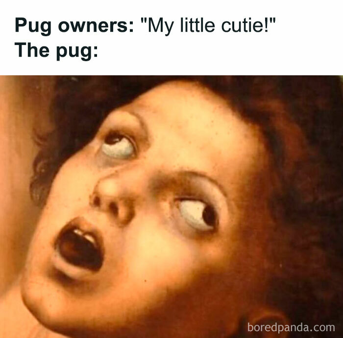 Classical painting face humorously reacting, resembling pug expression to brighten your day.