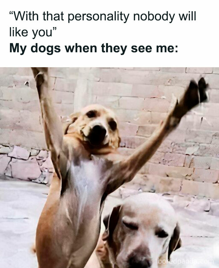 Two dogs in a playful pose, with one raising its paws, adding humor to brighten your day.