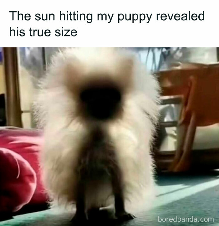 Fluffy puppy in sunlight, creating a funny meme moment to brighten your day.