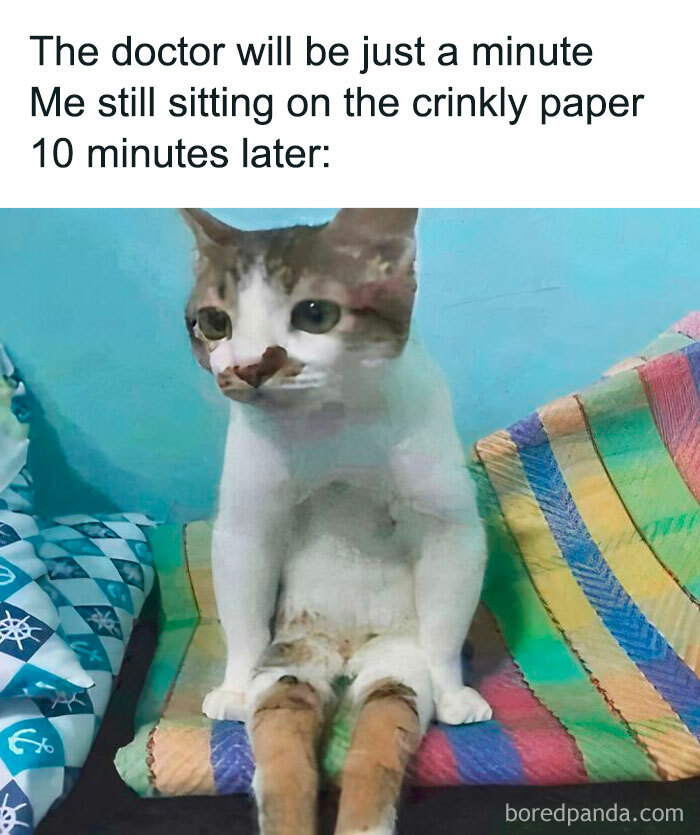 Cat meme showing a patient expression, sitting on a colorful blanket, humorously conveying waiting at the doctor.