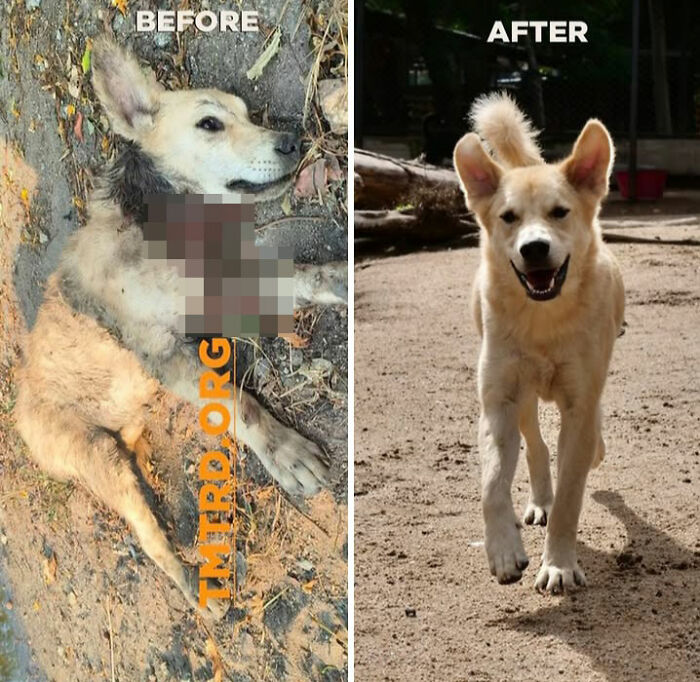 This Chef Started Feeding One Stray Dog, Now He Runs A Sanctuary For Over 800 Dogs