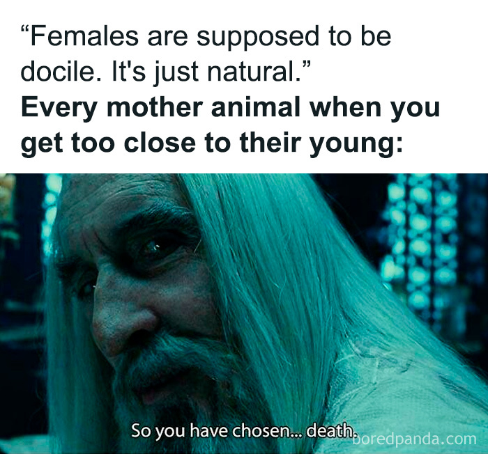 Elderly man with long hair depicted as fierce protector in meme challenging female stereotypes.