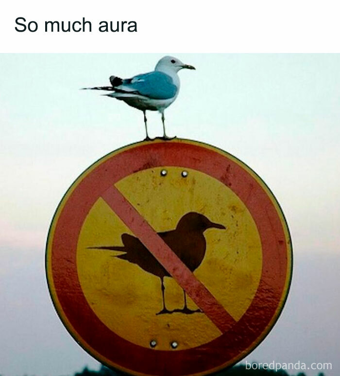 Seagull perched atop a 'no birds' sign, humorously defying the sign. Memes for distraction.