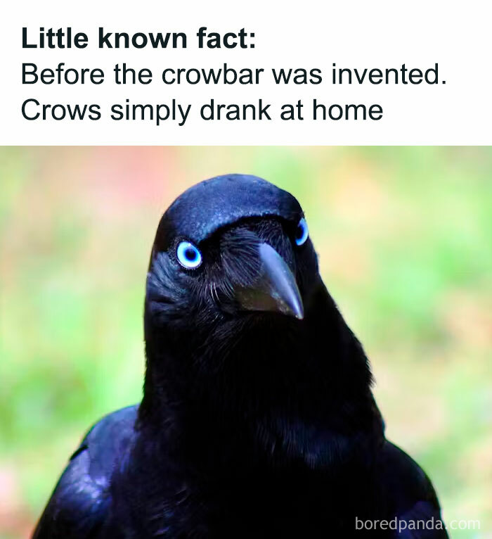 Funny and awkward animal post featuring a crow with humorous text about crowbars.