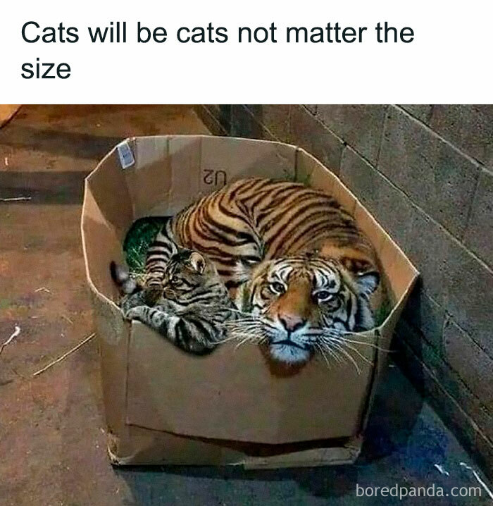 Tiger and cat cuddling in a cardboard box, illustrating funny and awkward animal behaviors.