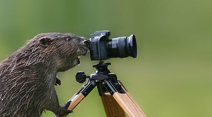 Beaver with no spatial awareness interacts with a camera on a tripod.