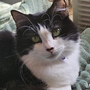 greenkitty61_1 avatar