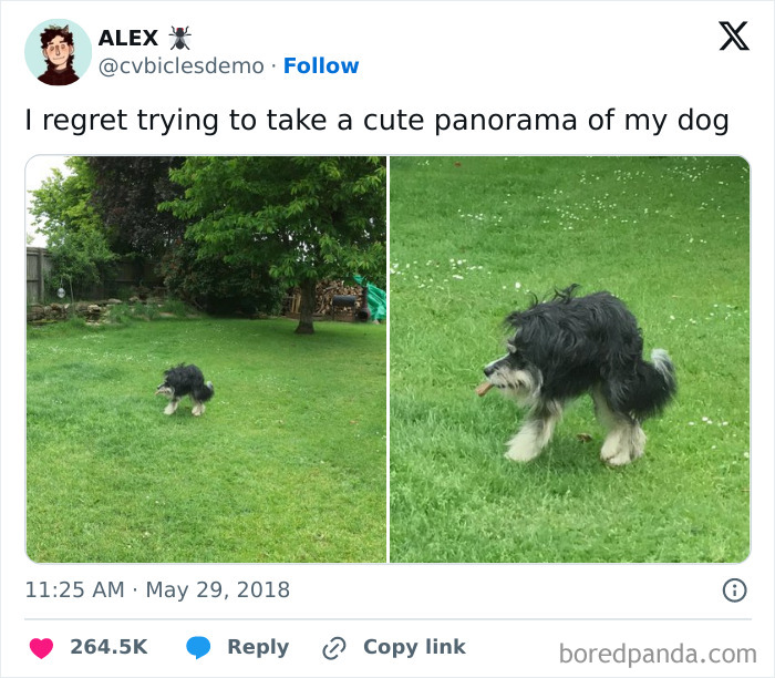 Panorama mishap with dog creates distorted effect on green lawn.