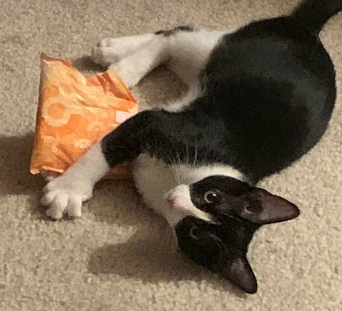 Black and white cat playfully holding an unexpected gift on the carpet.