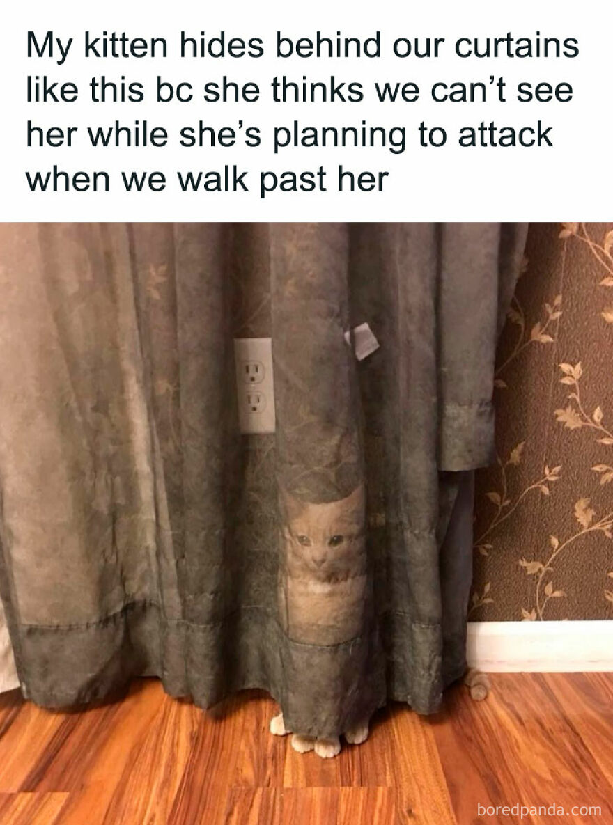 Cat hiding humorously behind curtain, paws visible, thinking it's unseen.