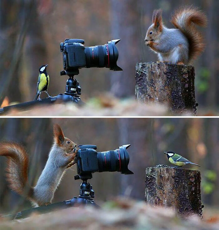 Squirrel and bird interrupt wildlife photographers by inspecting a camera.
